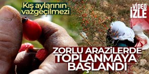 Kış aylarının vazgeçilmezi, zorlu arazilerde toplanmaya başlandı