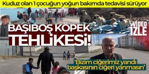 Kuduz köpeğin ısırdığı çocuğun köyünde başıboş köpekler korku saçıyor