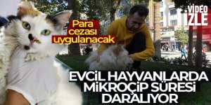 Evcil hayvanlarda mikroçip süresi daralıyor