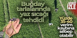 Buğday tarlalarında yaz sıcağı tehdidi