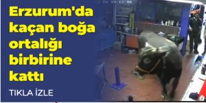 Erzurum'da kaçan boğa ortalığı birbirine kattı...