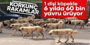 Sokak köpeği popülasyonuyla ilgili korkutan üreme rakamları