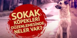 Sokak köpekleriyle ilgili düzenlemede neler var?