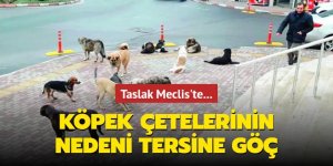 Köpek çetelerinin nedeni tersine göç