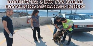 3 BİN 738 SOKAK HAYVANINA MÜDAHALE