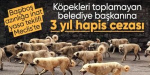 Başıboş sokak köpekleri düzenlemesi tamamlandı