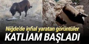 Niğde'de infial yaratan görüntüler: Köpek katliamı başladı