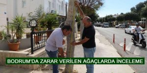 BODRUM'DA ZARAR VERİLEN AĞAÇLARDA İNCELEME